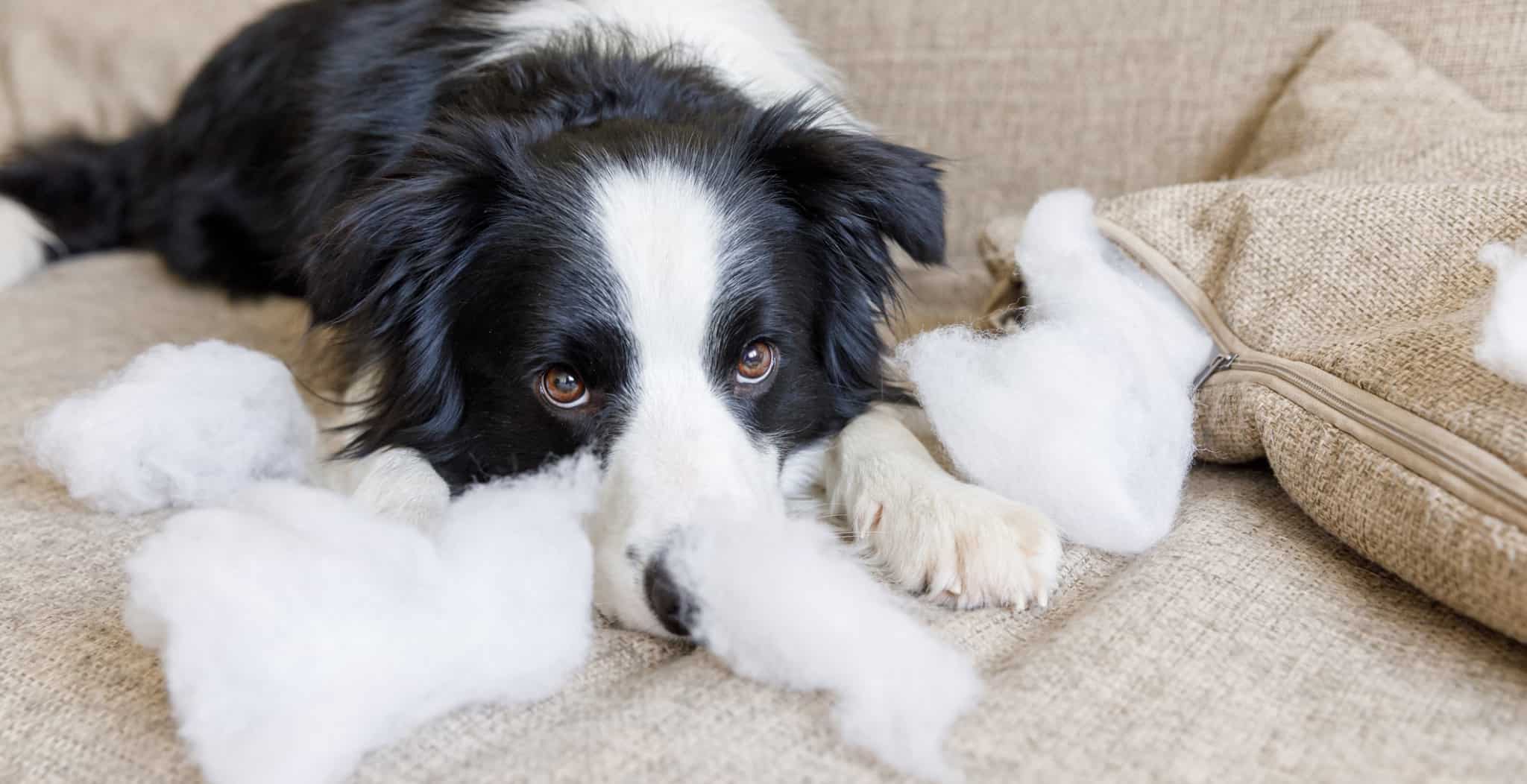 Holistic Approaches to Relieving Stress and Anxiety in Dogs: Herbs and Natural Supplements