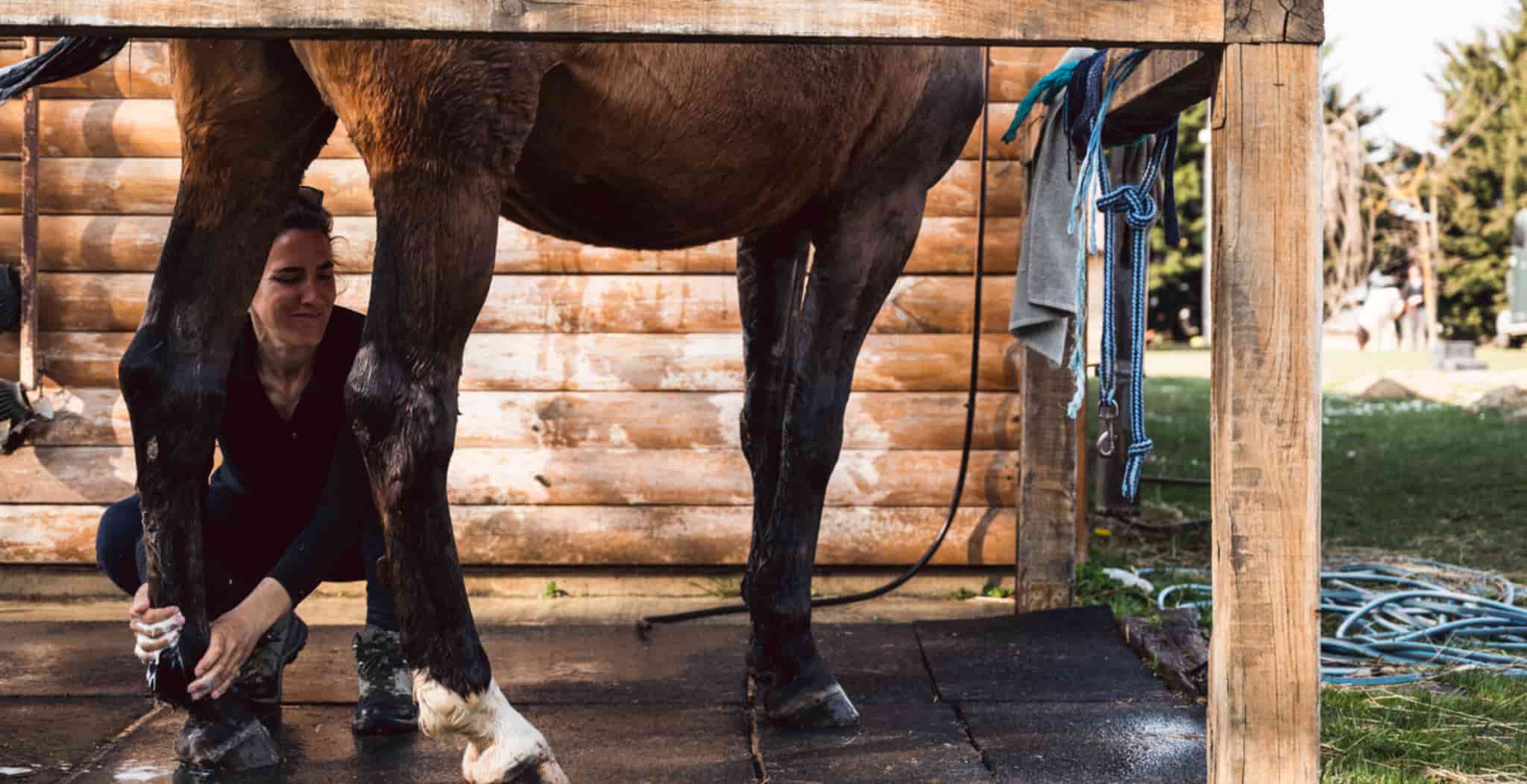 In this article we look at the symptoms of horse tendonitis, the most common causes of the condition and various treatments available to you if your horse is diagnosed with tendonitis. Not to be mistaken for DDFT and ideal for advanced magnetic therapy.