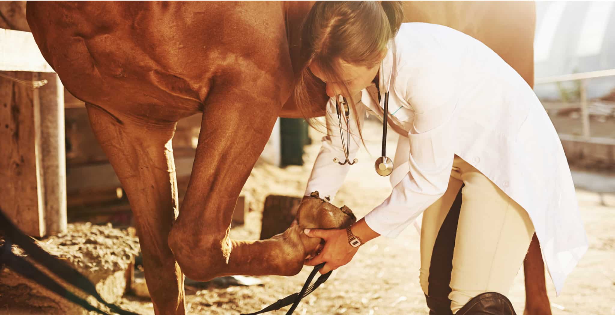 equ streamz joint conditions in horses explained in blog article with symptoms diagnosis techniques and treatments