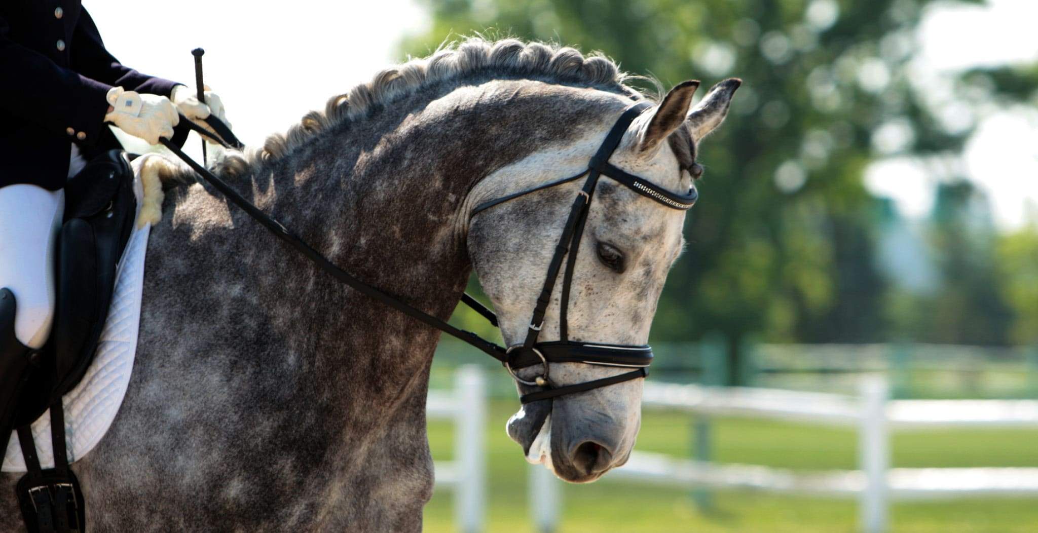 EQU StreamZ fetlock bands Information Directory on Dressage Discipline. Looking at how best to support a variety of health issues found with dressage horses, both British and Western dressage, due to the high intense and mobile discipline of dressage.