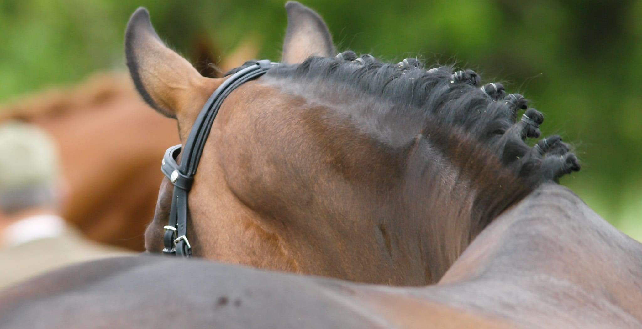 Kissing Spine in Horses Symptoms, Causes & Treatment StreamZ (Canada)