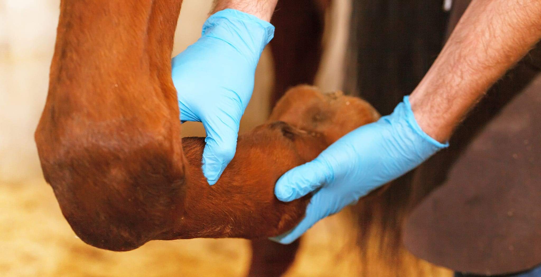 EQU StreamZ Magnetic Horse Bands Information Directory on Tendon and Ligaments Injuries Commonly Found in Horses with information on symptoms, causes and treatments for horses experiencing tendon or ligament injuries.