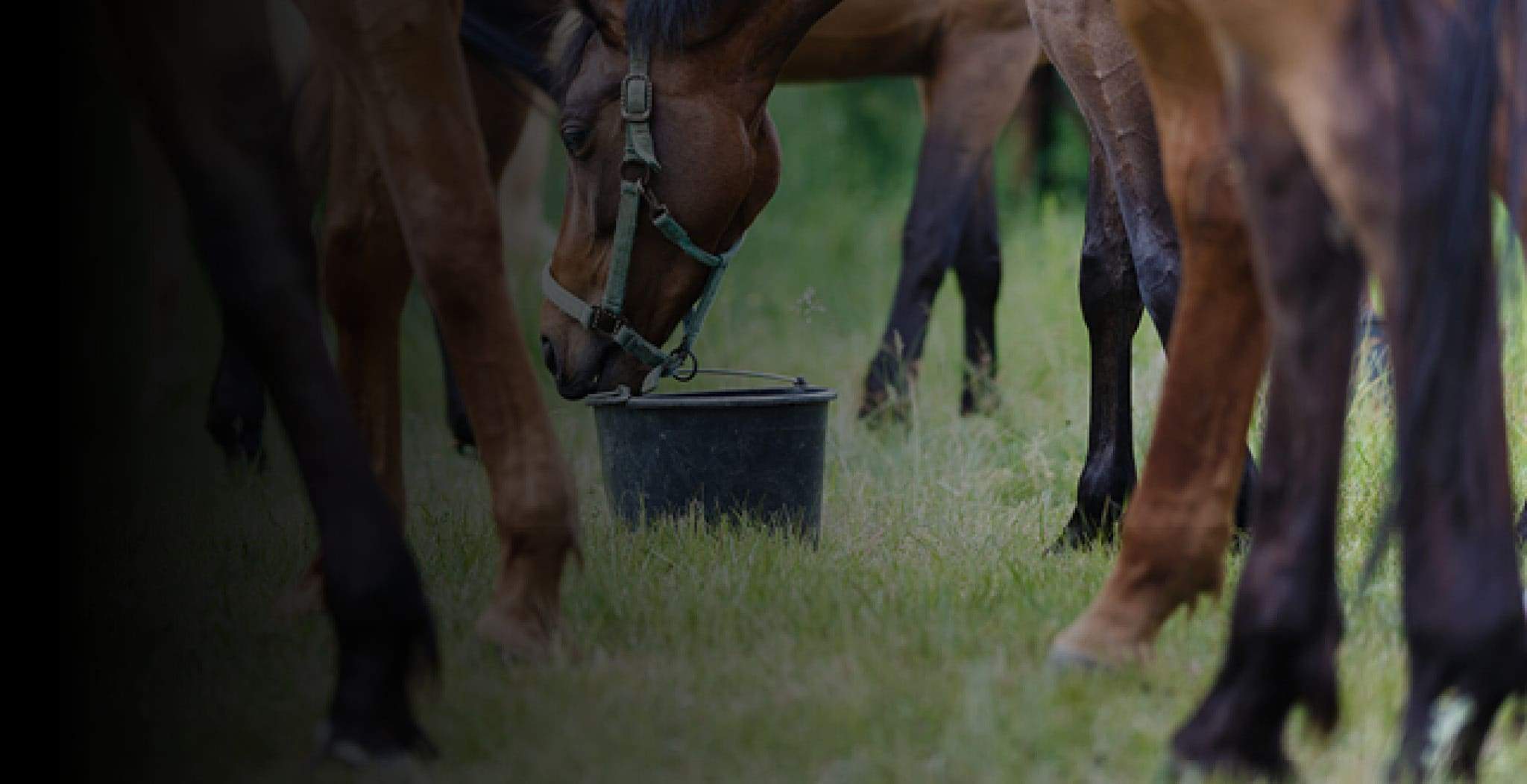 EQU StreamZ Magnetic Fetlock Bands Information Directory on Fetlock Injuries and Common Treatments often used. A ‘horses fetlock’ is a name of a joint between the animals cannon bone and pastern bone and is basically the ankle of a horse.