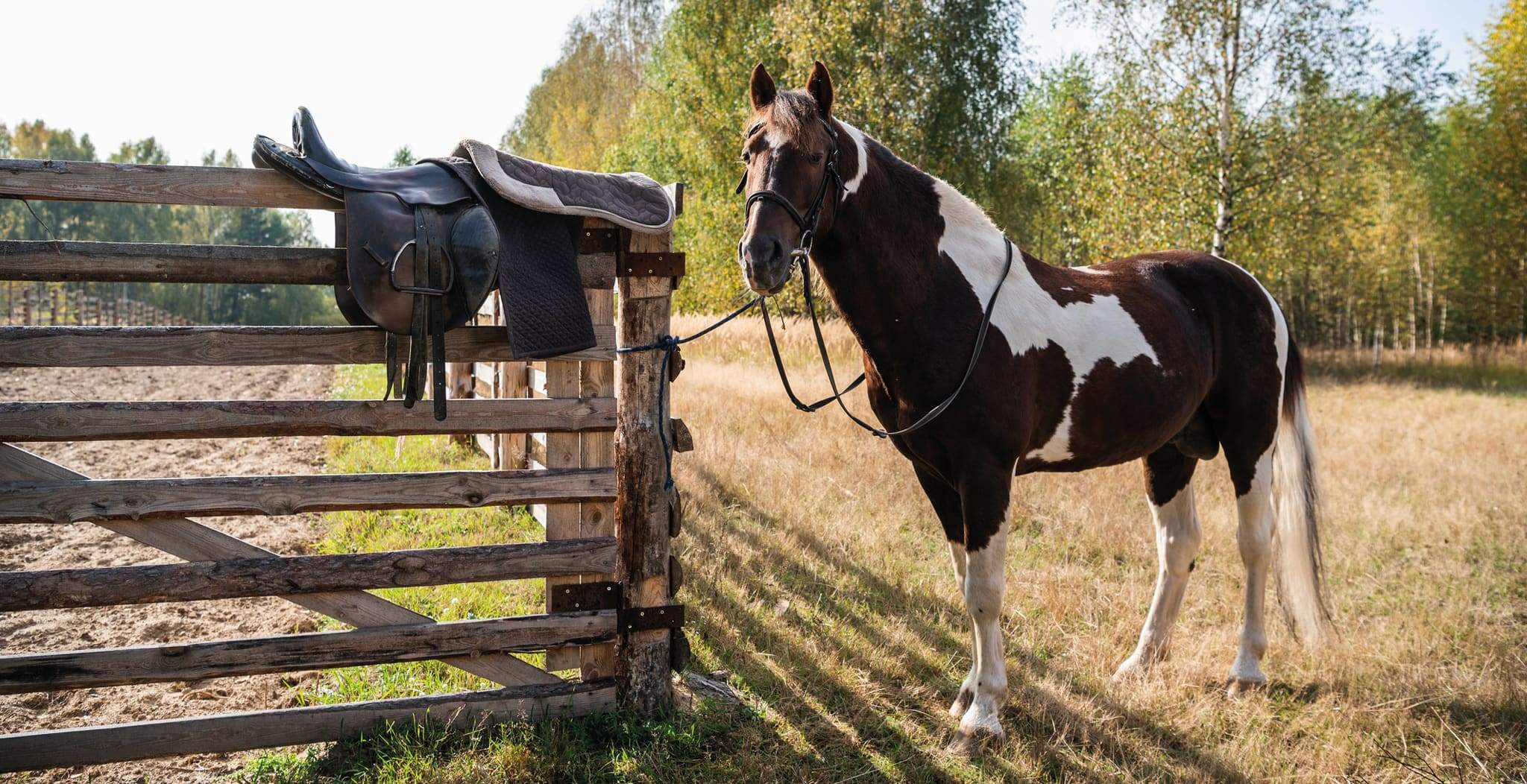 EQU StreamZ Horse Bands | Tips & Tricks to help with your new magnetic horse bands