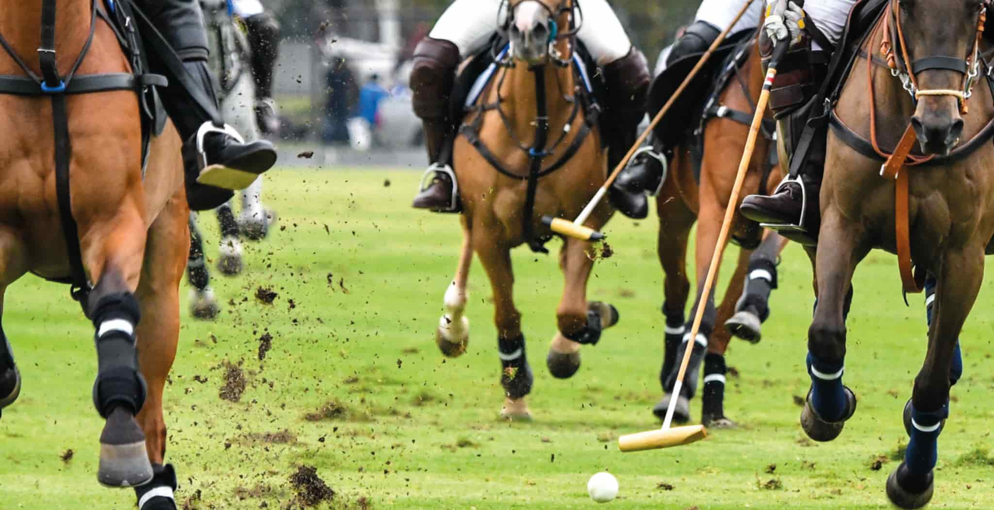 Polo Common Breeds used as Polo Ponies and injuries they may