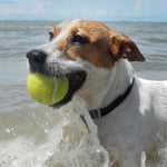 DOG Streamz magnetic pain relief collar on jack russell