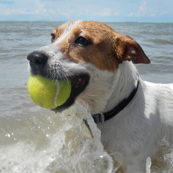 DOG Streamz magnetic pain relief collar on jack russell
