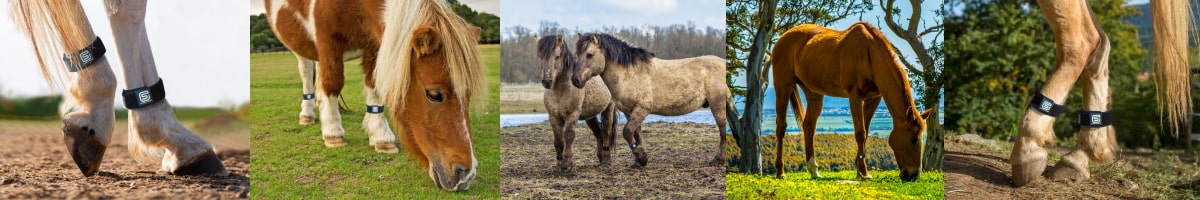 EQU Streamz magnetic horse bands for health care in horses for fetlocks and hocks