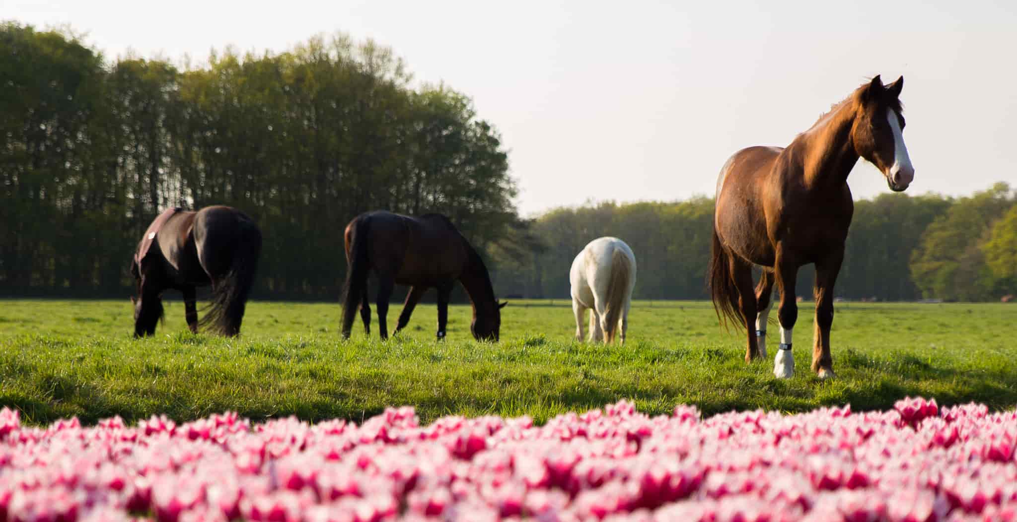 Horses grazing in a field with equ streamz magnetic wrap bands on