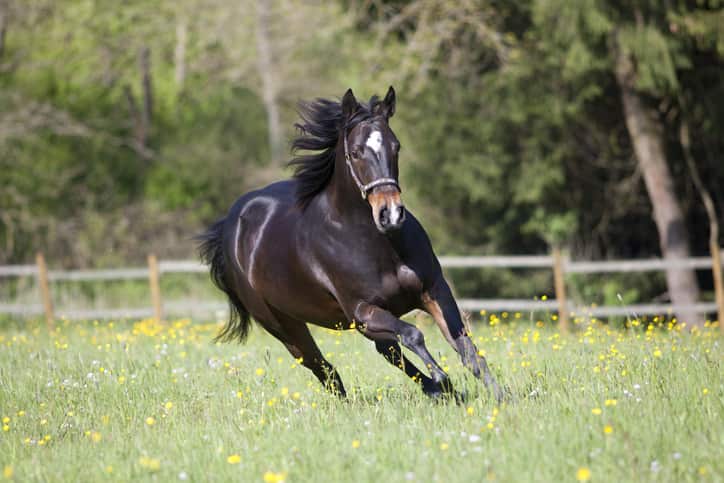 StreamZ Global Advanced magnetic Therapy Studies and trials page showing clinical trials using streamz unique magnetic technology. Canada website page for canadian customers. Mobility study on horses.