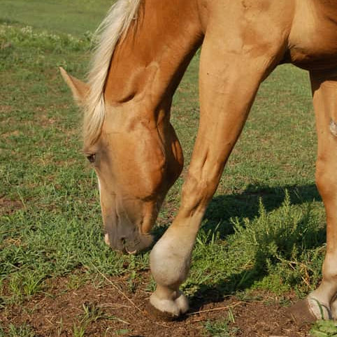 StreamZ Global Advanced magnetic Therapy Studies and trials page showing clinical trials using streamz unique magnetic technology. Canada website page for canadian customers. Windgalls Study on 25 horses with windpuffs or windgalls