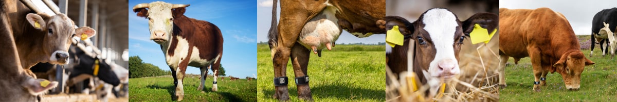 MOO streamz magnetic pain relief for bovine lameness.