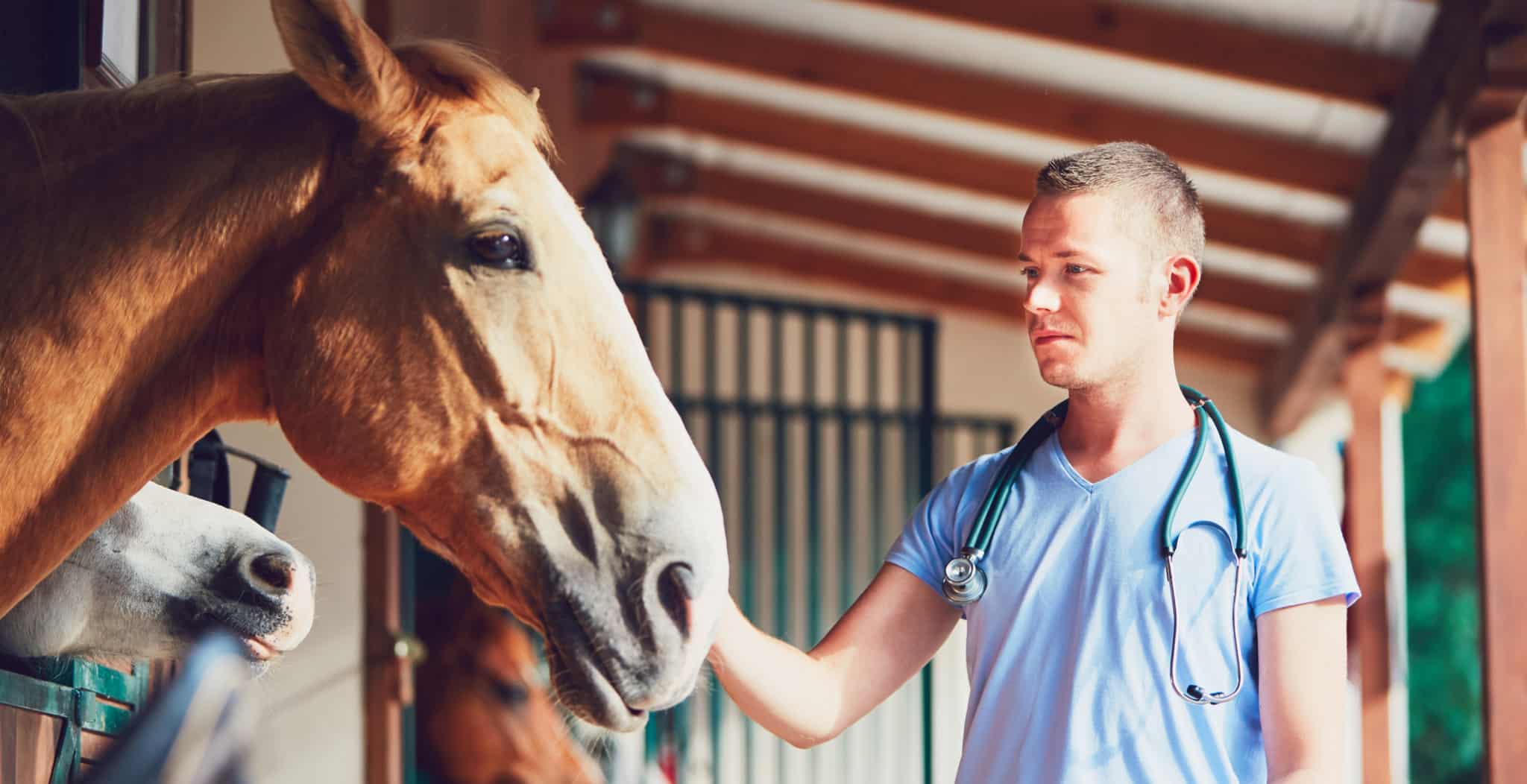 EQU Streamz magnetic therapy for horses being studies by leading animal universities for clinical research