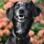 Coral in her dog streamz black collar for joint care wellbeing and pain relief