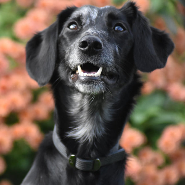 Coral in her dog streamz black collar for joint care wellbeing and pain relief