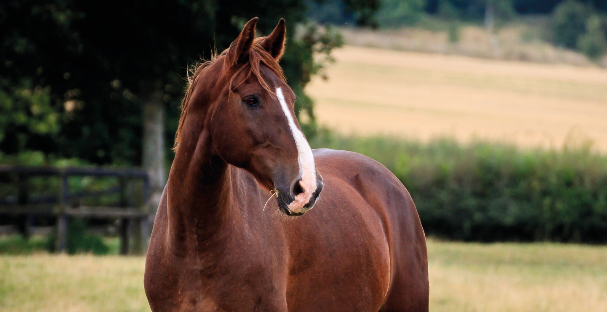 EQU Streamz advanced magnetic Blog Page on Your '3-Step' plan to treating Navicular Syndrome in horses from firsthand experience using correct shoeing with farrier, medication with vet and complementary products. Image of horse.