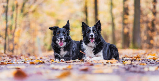Understanding Common Health Conditions found in Border Collies Blog Image Main