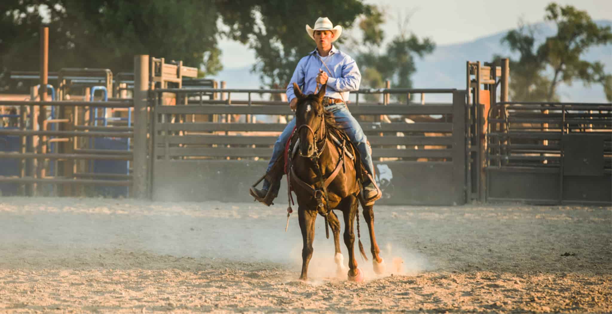 Campdrafting is an equine discipline requiring highly skilled horsemanship which requires extensive levels of horse care to maintain a happy and heathy horse.