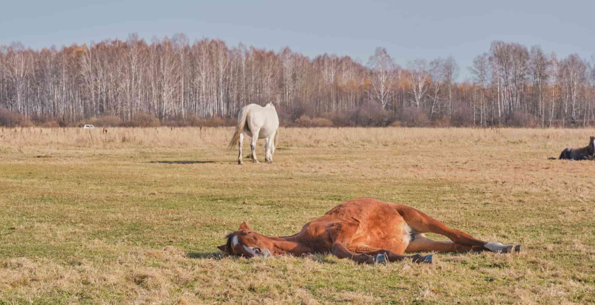 Wounds in horses are sadly a common occurrence top blog image on equ streamz blog page for advanced magnetic horse bands recovery