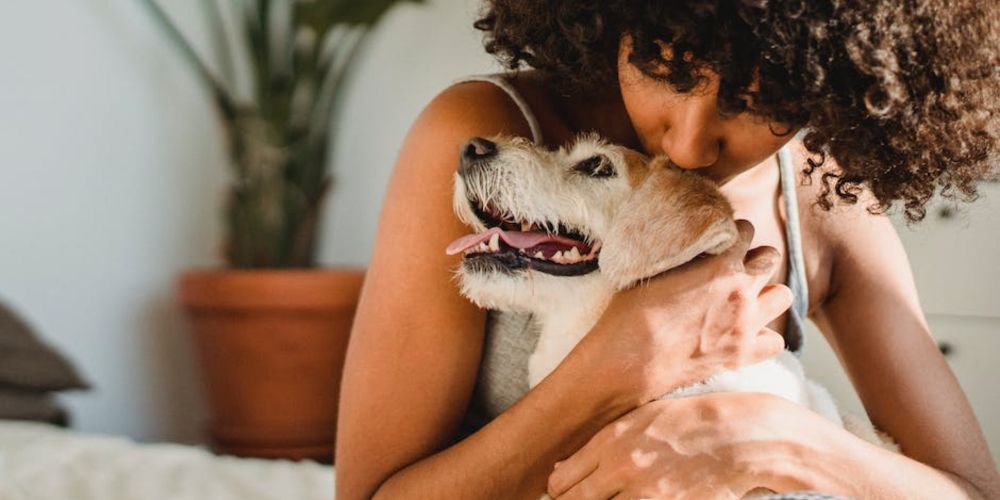 Discover how to perfect dog's wellbeing with dog StreamZ collars