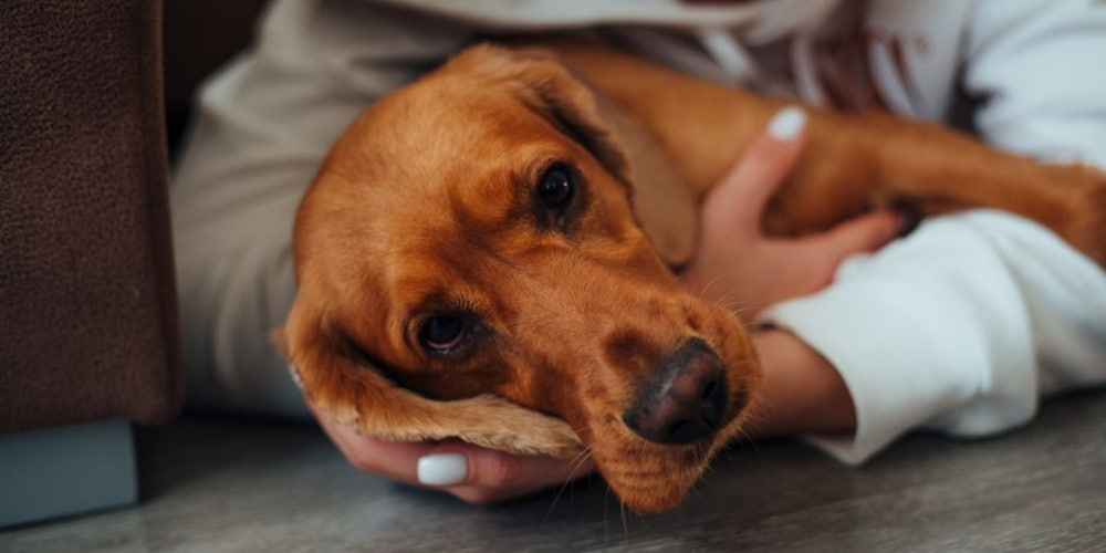 Recovery and Rehabilitation for Dogs with Joint Pain and Mobility Issues, Dog Lying Down in Recovery