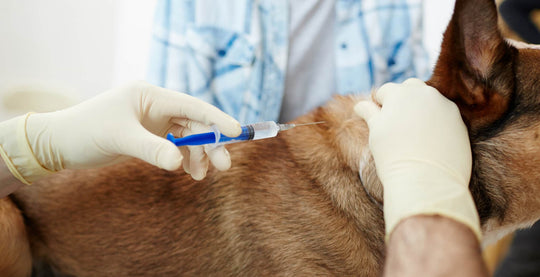 dog streamz blog image of dog being vaccinated. blog article on tips to get your dog to the vet without increasing anxiety levels.