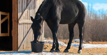 EQU Streamz horse winter tips. Managing your horses health and wellbeing is an ongoing task across the calendar year.