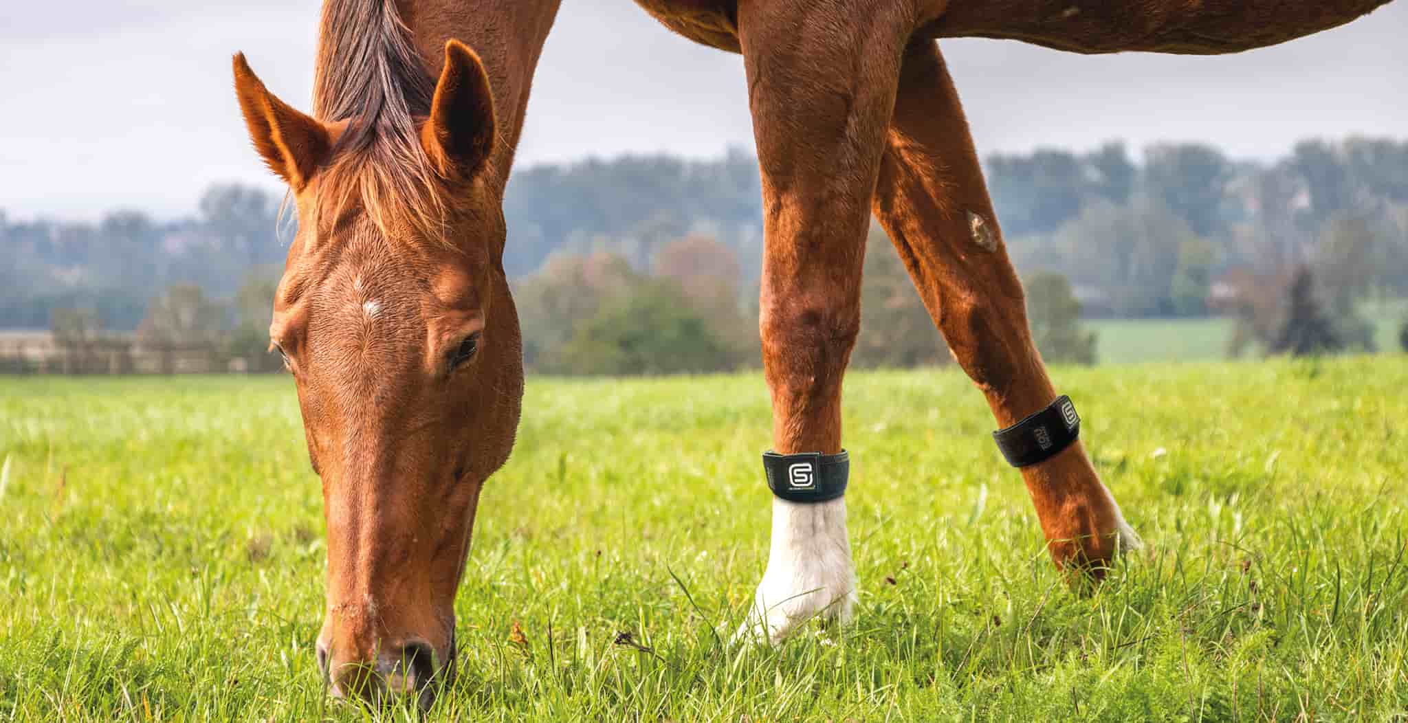 Laminitis treatments in 2026 horse in lush field of grass