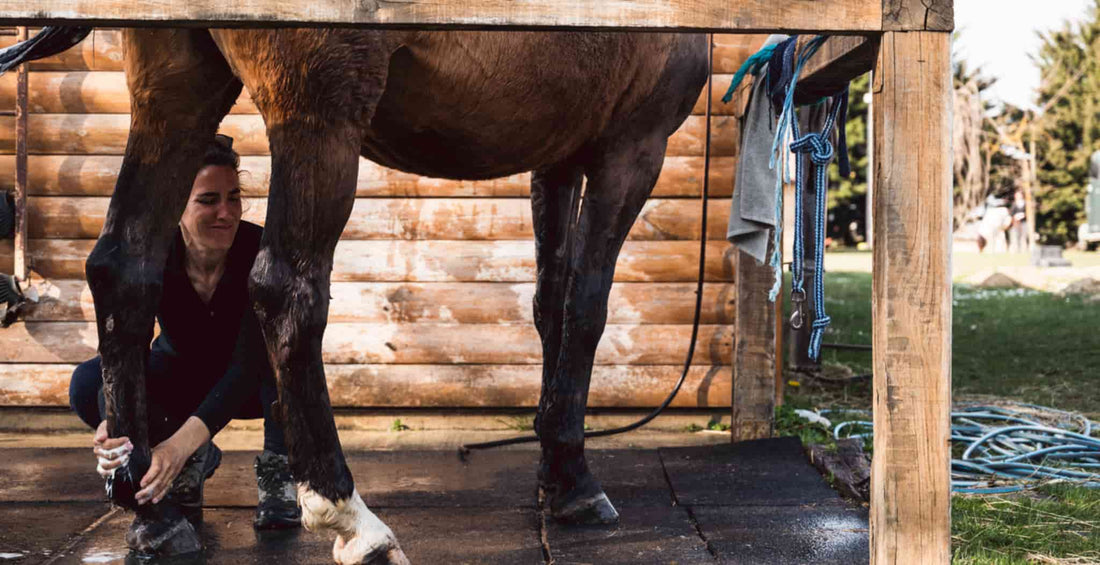In this article we look at the symptoms of horse tendonitis, the most common causes of the condition and various treatments available to you if your horse is diagnosed with tendonitis. Not to be mistaken for DDFT and ideal for advanced magnetic therapy. 