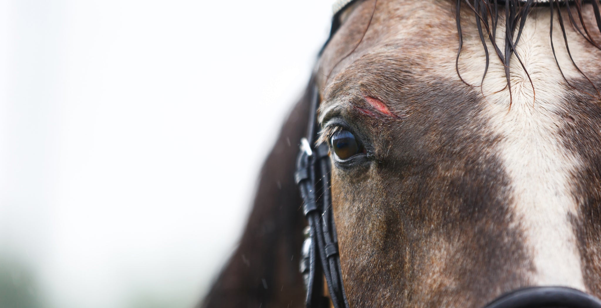 Cuts and Wounds in horses | Causes, Symptoms and Treatments. Horse with cut above the eye.