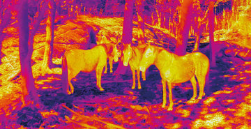 When to use hot or cold therapy on a horses injury and why thermal imaging is a useful tool blog image