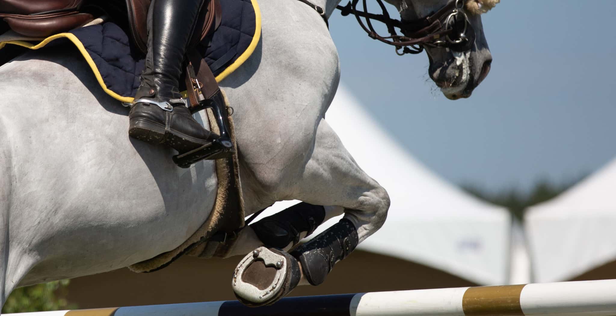 Early Warning Signs of Injury in Sport Horses, horse jumping in arena.
