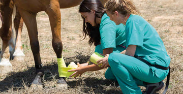 Equine Digital Flexor Tendon Sheath Injuries | DDFT Symptoms, Treatment & Rehabilitation image