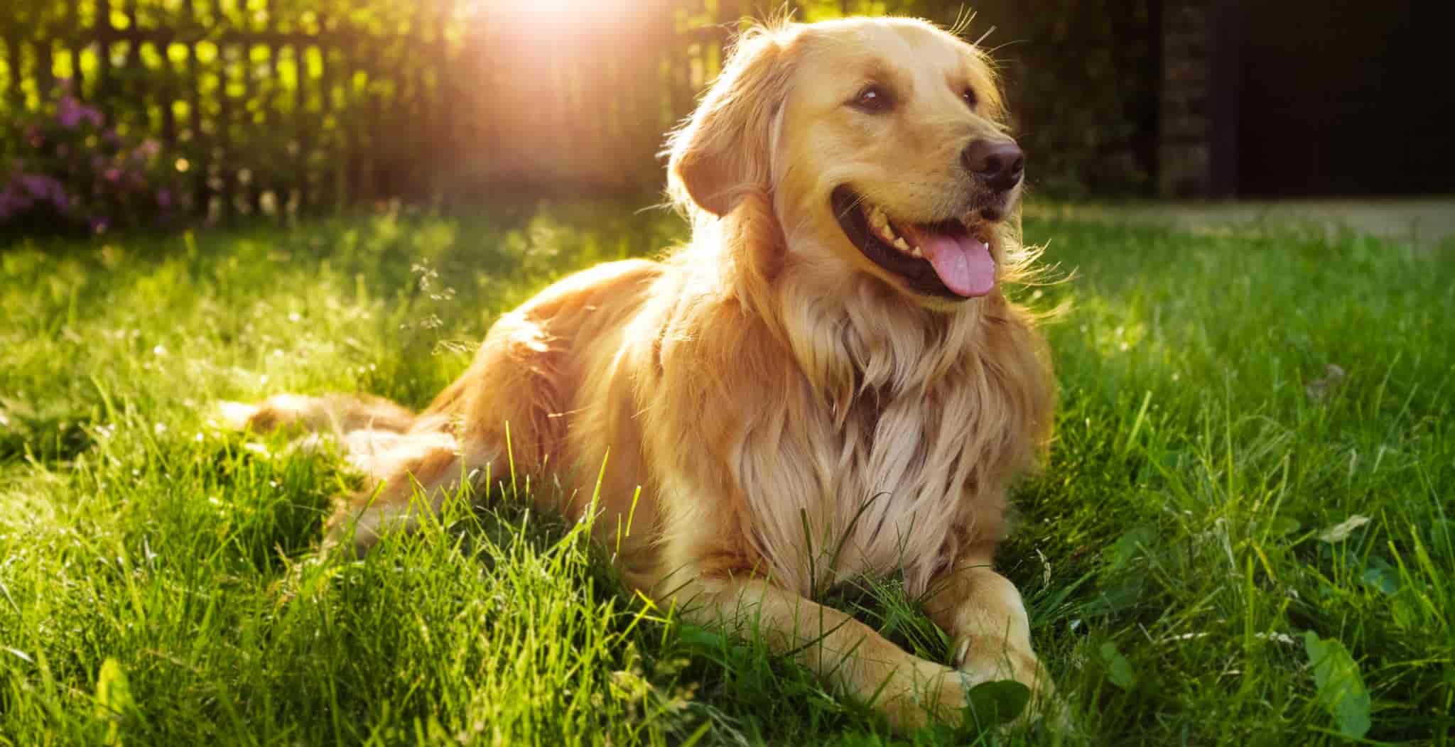 Golden Retrievers are well known certain conditions such as canine cancer. 
