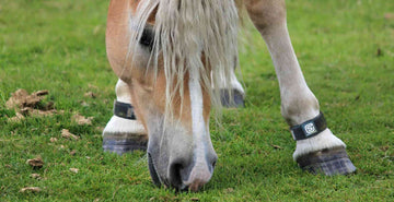 A healthy horse has happy hooves. Main image for healthy hooves blog on equ streamz. Image of horse in magnetic bands