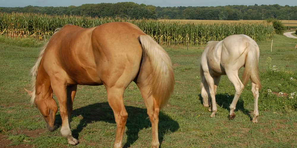 Filled Legs in Horses, EQU StreamZ blog article