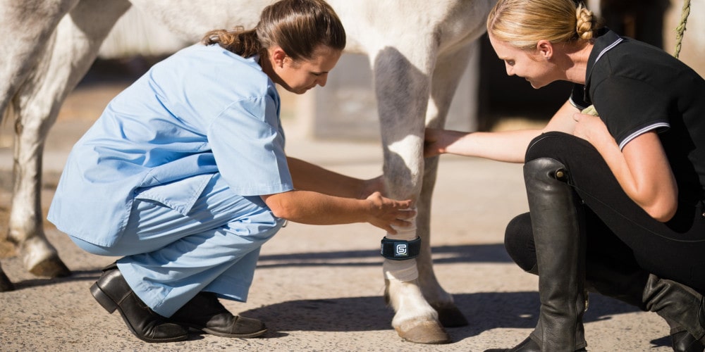 The Importance of Keeping Your Horse's Legs Clean When Using EQU StreamZ