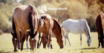 EQU Streamz feedbac on horses using equ streamz advanced magnetic bands at horseworld