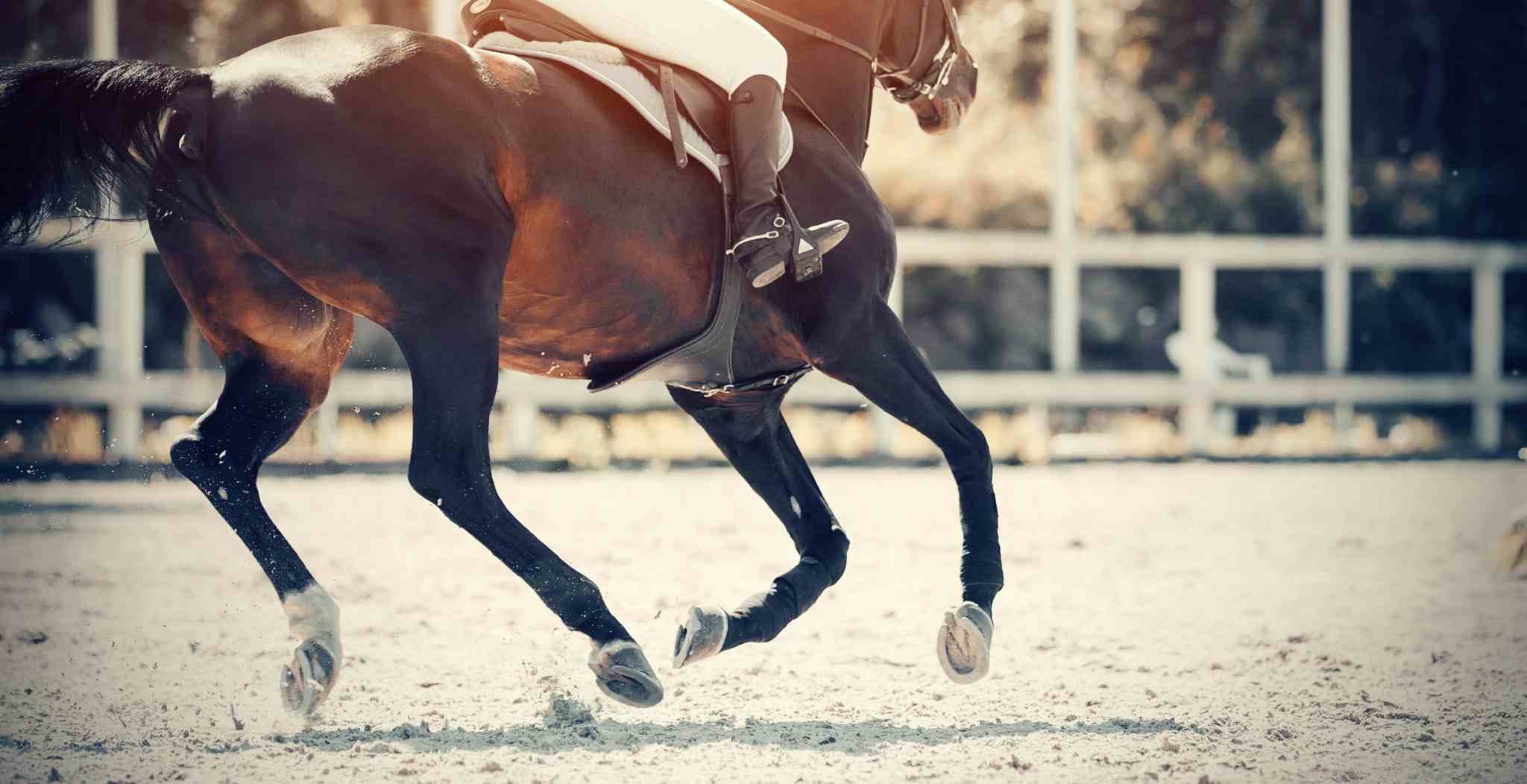 How to Prevent Injuries in Horses, image of horse in arena