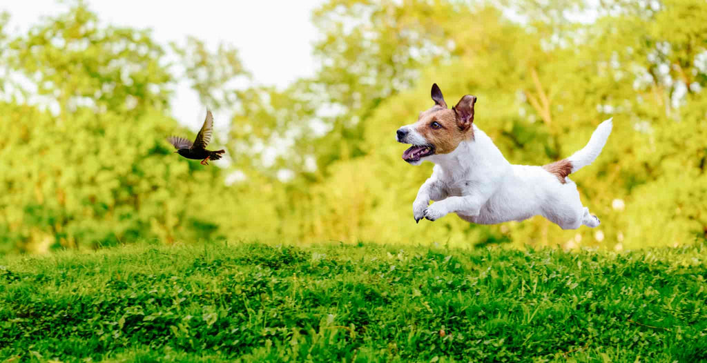 Jack russell bad breath sales