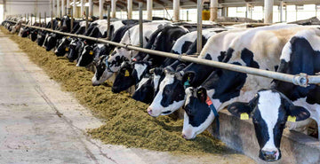 MOO Streamz blog image Dairy cows and lameness in the cattle and dairy industry.