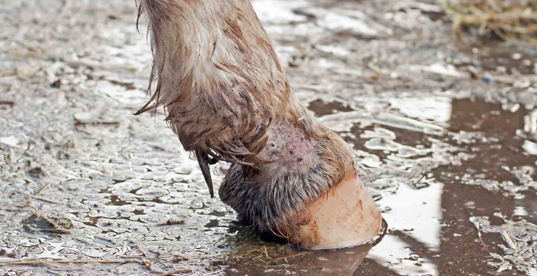 Mud fever in horses causes symptoms and treatments equ streamz blog article. Image of horse with signs of mud fever.