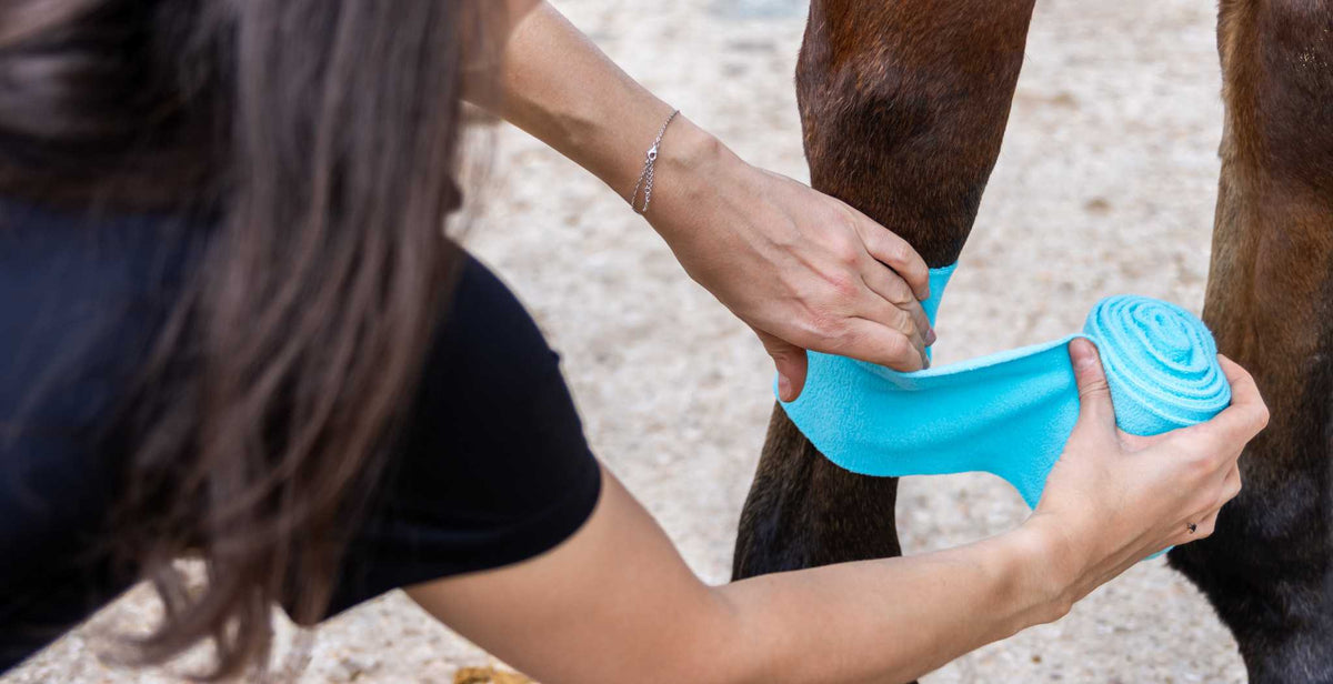 Rehabilitation & Recovery for Equine Injuries | All Horses – StreamZ ...
