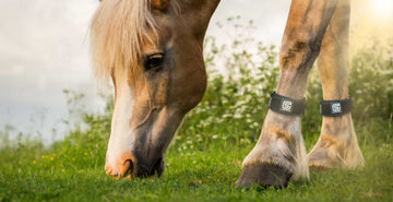 equ streamz advanced magnetic bands shine a light series showing customers what impact streamz bands have on their horse