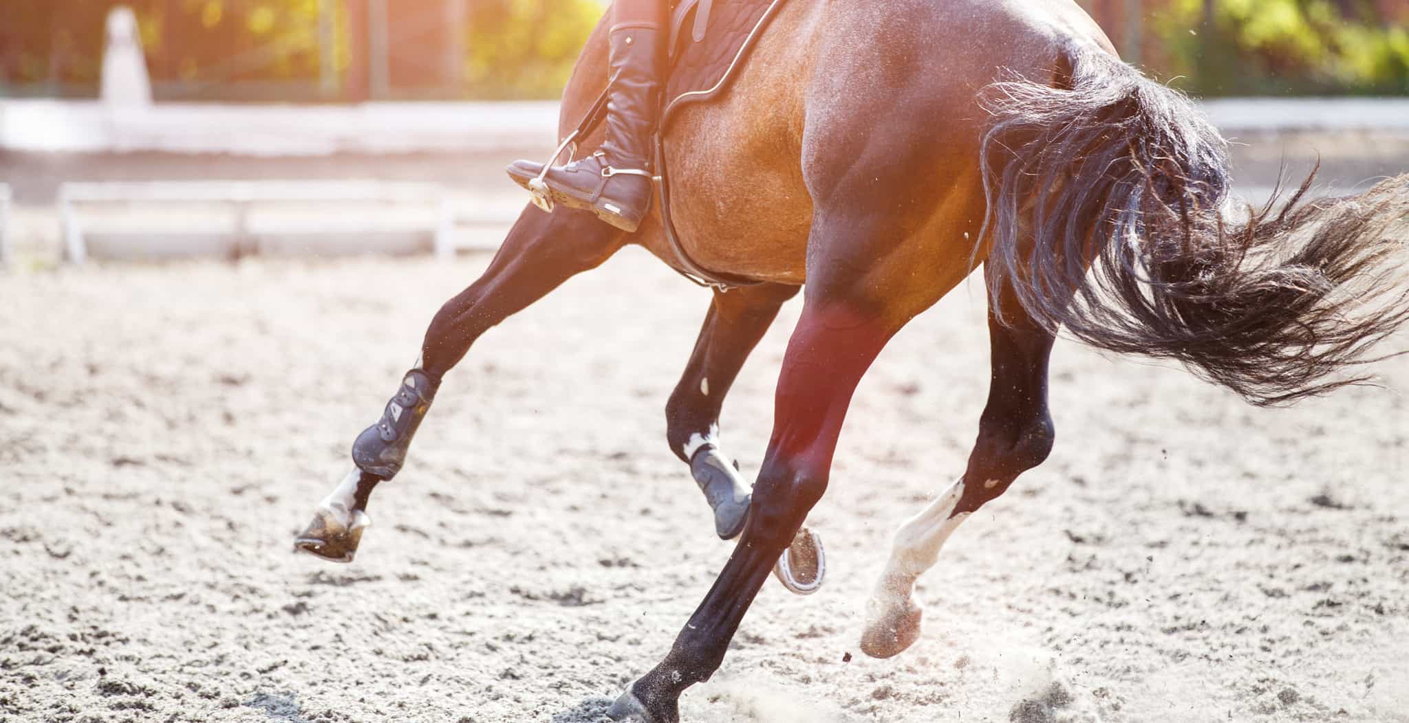 EQU Streamz blog image. Sesamoid Injuries in horses | Diagnosis, treatment and prevention image of horse moving at high speed