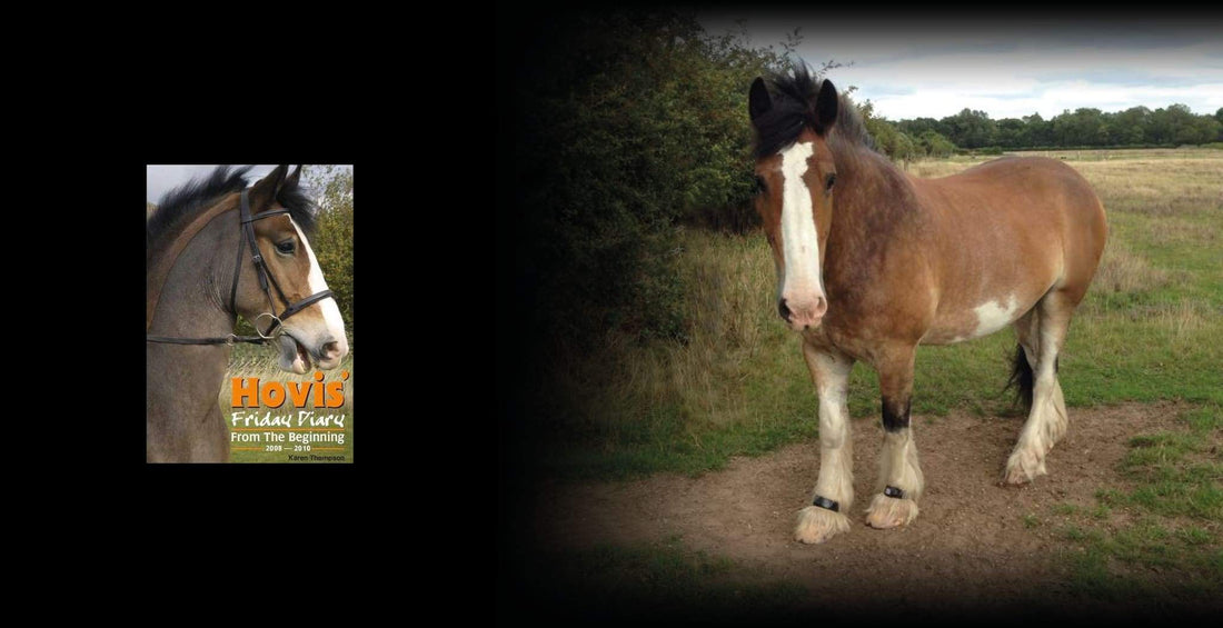 EQU Streamz Hovis the horse wearing EQU Streamz magnetic bands over his feathers endorsement 