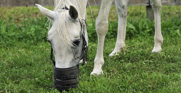EQU Streamz magnetic horse bands information directory on laminitis in horses. Laminitis is an inflammatory condition of the sensitive layers (laminae) within a horse’s hoof. 