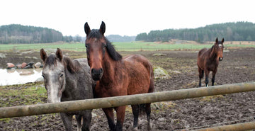 EQU Streamz magnetic horse bands mud fever and hoof issues relating to soft ground and muddy conditions health issues blog image canada
