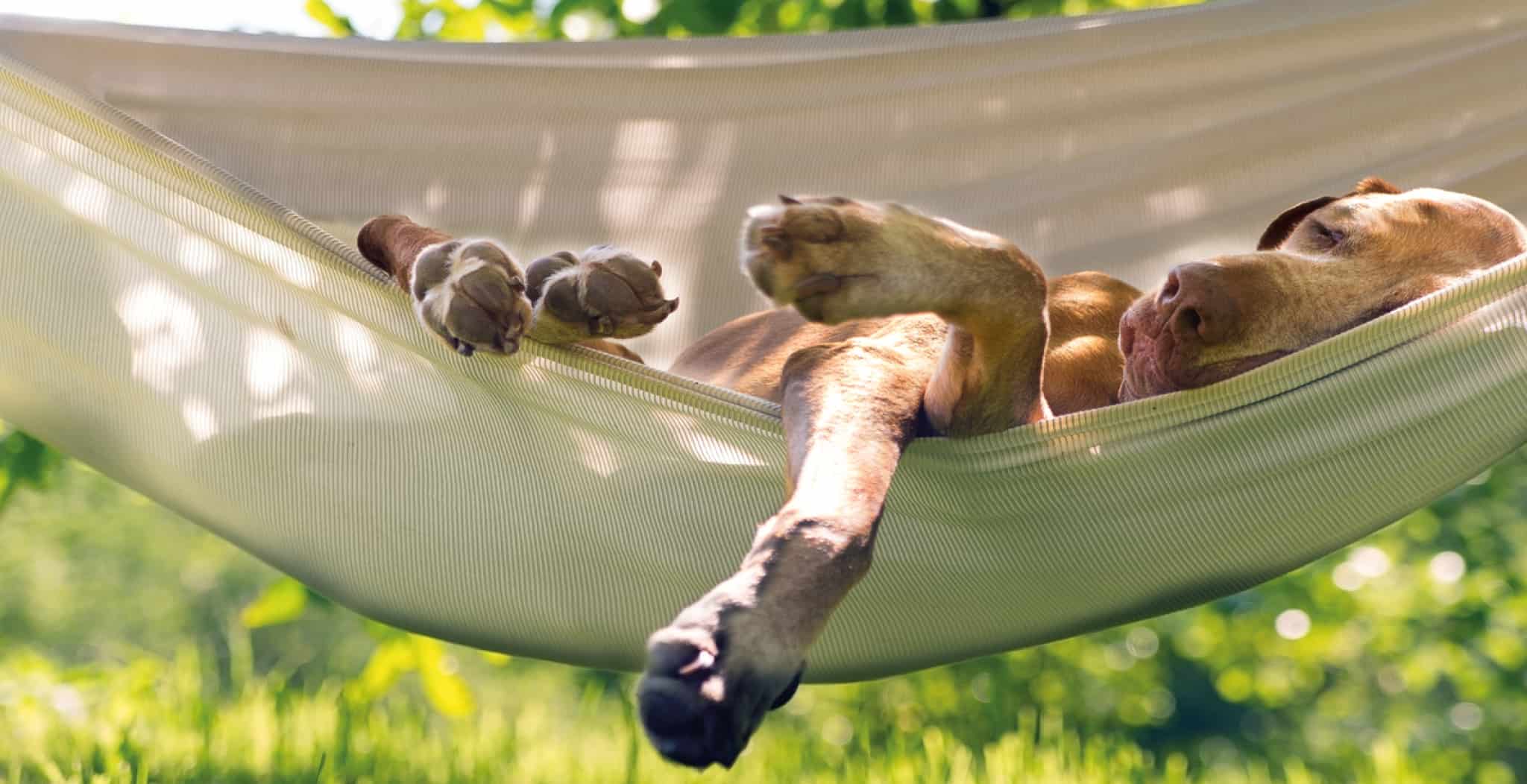 5 Canine Health Issues to Watch Out For in Summer. Keep these tips in mind to minimize the potential of these hazards in the summer months when it is hot out there for your dog. Image of dog in hammock.