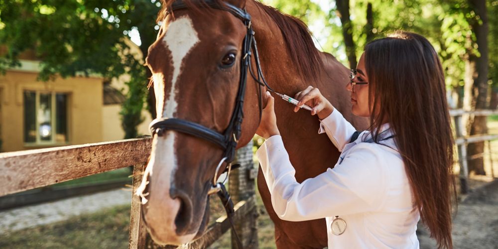 The Ultimate Guide to Masking vs Healing main image vet giving horse an injection